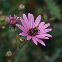 Test Seeds